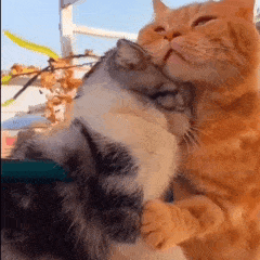 cat_8455a825.gif