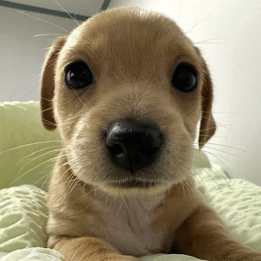 neutral_face_4f231177.gif